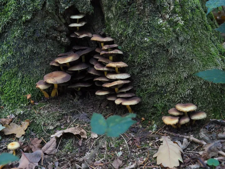 Vagevuurbos en Lippensgoed-Bulskampveld (België)